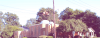 The Synagogue in the Heart of the Delta: Exploring Jewish Culture in Rural Mississippi
