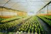 Ghana Secures $100M Investment to Launch Africa’s First AI-Powered Agricultural Hub