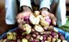 Cameroon Ranks Third in Global Kola Nut Production as Market Nears CFAF65Bln