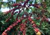 Arabica growers in Brazil’s Cerrado Mineiro testing Conilon plants, Nestle manager says