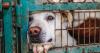 Stricter animal cruelty law passes Arizona House