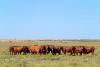 Despite Dry, Hot Weather Idaho Pastures Look Good