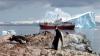 Antarctic emperor penguins hit hard by global warming: Study