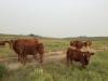 Canada's first FMD vaccine bank is another step closer