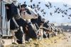 How a US agriculture agency became key in the fight against bird flu