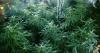 Five men appear in court after cannabis farm worth more than £1m found