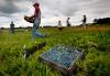 Thousands trapped in Australian farm slavery