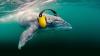 Nations vow to cut shipping noise as sea life struggles to b...