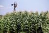 Today in History: EPA bans use of pesticide DDT