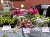 This Staten Island farmers market that saved a food desert is celebrating 30 years with a massive community party