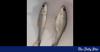 Scientists save endangered Gotali fish from extinction