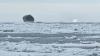 Rare Black Iceberg Spotted Near Canada Baffles Netizens, Scientists; What Are The Cold, Hard Facts?
