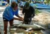Can Science and Community Leadership Transform Fisheries? A look at WCS Belize’s conservation model