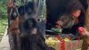 China’s nature reserve opens ₹6,000/day jobs for 'savages' to dance around, eat raw food, entertain tourists