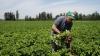 Business leaders want B.C. to end rule they say hurts farmers — and makes us more reliant on imported food