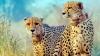 Criticism of Project Cheetah rooted in ideological biases: Government scientists