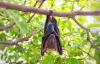 Bats don't get cancer, now scientists think they know the reason