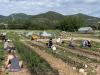 Fresh food as medicine: Season three of Food Farmacy expands access in Summit County