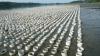 Center for Food Safety Files Motion to Halt Nine Industrial Shellfish Operations in Washington's Coastal Waters