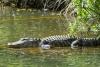 Hunt an Arkansas Gator: Applications Open for 2025 Season