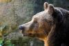Connecticut Student Encounters Bears After Getting Off School Bus
