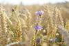 Agricultural waste can become the clothes of the future