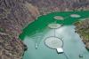 What does China’s love of salmon mean for the environment?
