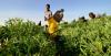 Austrian businessman wants to invest in Bengo. Agriculture and forestry sectors in his sights