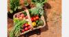 Armenian produce exports drive up local prices