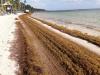 Dominican Republic tackles sargassum crisis with R\responsibility and transparency