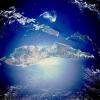 World Crocodile Day 2025: How a saurian became the island of Timor