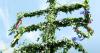 Finnish immigrants find a national symbol in a new home: the importance of white birch