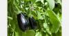 "Consumers now buying millions more aubergines than in previous years"