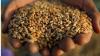 Jordan Fortifies Food Security Amid Regional Unrest