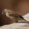 Animals can tell us what pollution is left behind