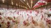 Europe sees surge in US-style factory farms as pollution and regulation gaps grow