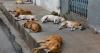 Full list of the countries where rabies is 'high risk' after UK tourist dies