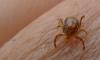 Sindh records first Congo fever death of the year in Karachi