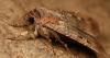 Australian Moth Migrates More Than 600 Miles By Using The Stars, Study Finds