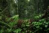 Rainforests and Resistance: Indigenous Leadership in the Fight to Save the Congo, Amazon, and Kalimantan
