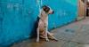 Which countries have rabies? How to avoid disease after woman dies following Morocco holiday