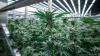 Study: Marijuana use raises heart risks; experts urge tobacco-like restrictions