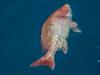 Alabama Waters Loaded With Red Snapper As 2025 Season Rocks On