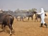 Pakistan records first Congo virus death this year