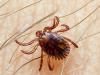 Pakistan reports three deaths from Congo virus