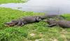 'GATOR DONE!' Florida Attorney General Proposes New 'Alligator Alcatraz' Prison for Illegals