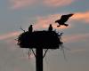 Environmental group to count East End osprey population