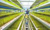 From drones to ducks: farmers use high-tech, eco-friendly methods for farming, harvesting in China