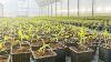 Breakthrough moment in Alabama's medical marijuana saga