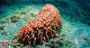 Scientists have found a breakthrough in cancer treatment, and it is deep within the ocean